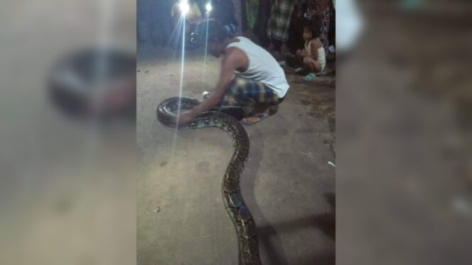 
					Geger! Warga Mojolegi Temukan Ular Raksasa