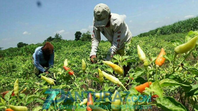 
					Petani Gagal Panen, Picu Mahalnya Harga Cabai