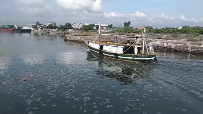 
					Migrasi Ribuan Ubur-ubur Ganggu Nelayan