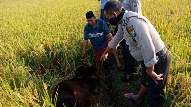 
					Dua Ekor Sapi Milik Warga Gading Digondol Maling