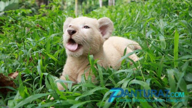 
					Bayi Singa Putih di Taman Safari Prigen Lahir Ditengah Pandemi Covid-19