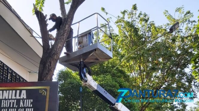 
					Halangi PJU, Pepohonan di Jalan Protokol Dikepras