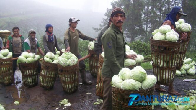 
					Harga Kol dan Kentang di Bromo Anjlok