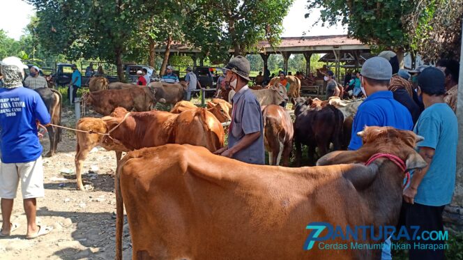 
					3 Bulan Ditutup, Pasar Hewan Besuk Dibuka Paksa
