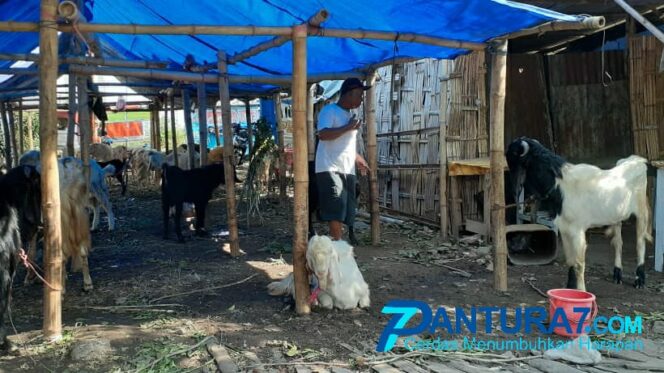 
					Masih Pandemi, Penjualan Hewan Kurban di Pasuruan Anjlok