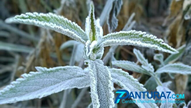
					Suhu di Bromo Minus 3 Derajat Celcius, Turun ‘Embun Upas’