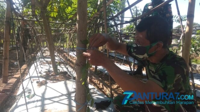 
					Rintis Tanam Vanili di Belakang Makodim