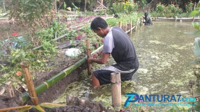 
					Rawa Kotor Disulap Jadi Kolam Ikan Air Tawar