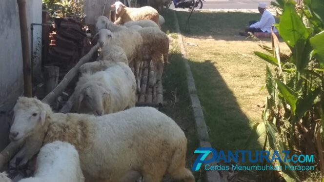 
					Penjual Hewan Kurban Menjamur, Pembeli Sepi