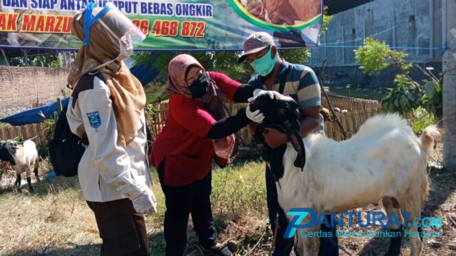 
					Pandemi, Pemkab Probolinggo Gratiskan Pemotongan Hewan Kurban