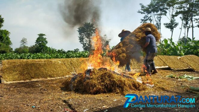 
					Harga Jual Murah, Petani Paiton Bakar Tembakau