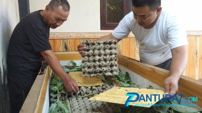 
					Diburu Penghobi Burung, Budidaya Jangkrik ‘Mengerik’