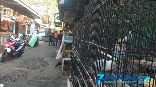 
					Pedagang Burung Keluhkan Sepinya Pembeli