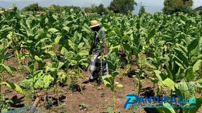 
					Tembakau tak Terbeli, Petani Probolinggo Kelabakan