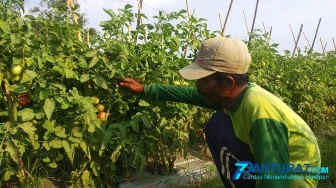 
					Harga Tomat ‘Terjun Bebas’ Rp300 per Kg