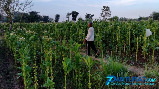 
					Musim Tembakau Mendekati Akhir, APTI Sarankan Petani Lakukan ini