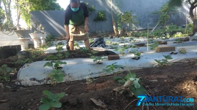 
					Tanam Stroberi di Dataran Rendah, Siapa Takut?