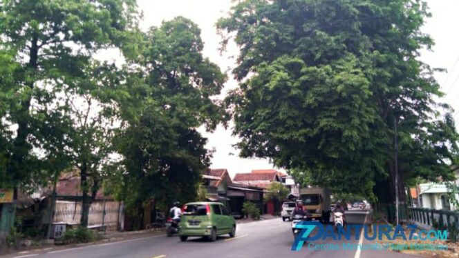 
					Waspada! Pohon Rawan Tumbang Bertebaran di Jalan Raya Beji-Bangil