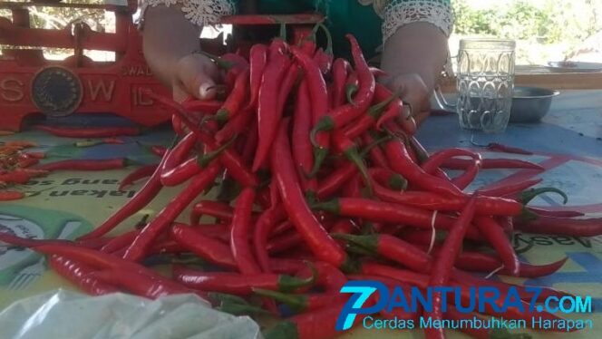 
					Cabai Merah Tembus Rp28.000 per Kilogram