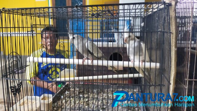 
					Budidaya Burung Berkicau Melejit Ditengah Pandemi