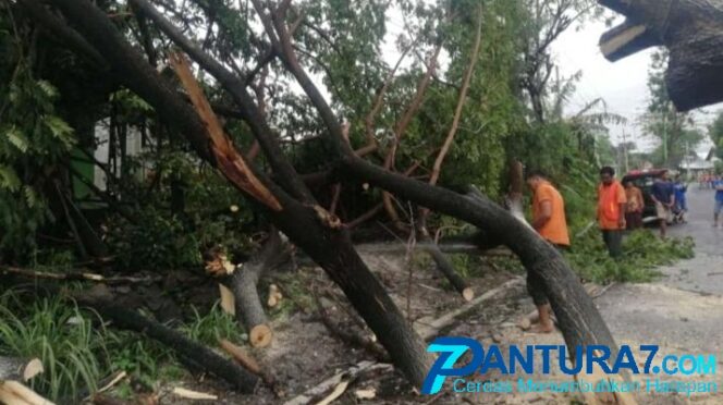 
					Pohon Tumbang Timpa Rumah di Purwosari