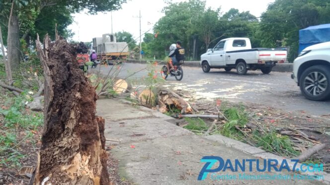 
					Pohon Tumbang Timpa Pengguna Jalan Hingga Tewas