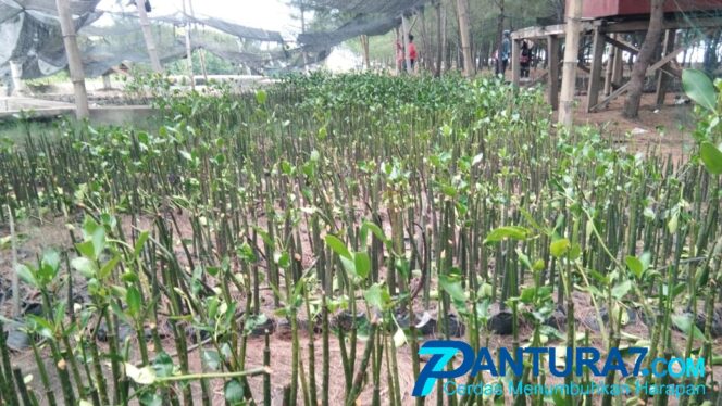 
					Bibit Mangrove Ditebang, Abrasi Pantai Mengancam
