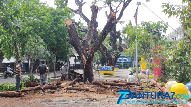 
					Rawan Tumbang, Pepohonan di Alun-alun Kraksaan Dipangkas