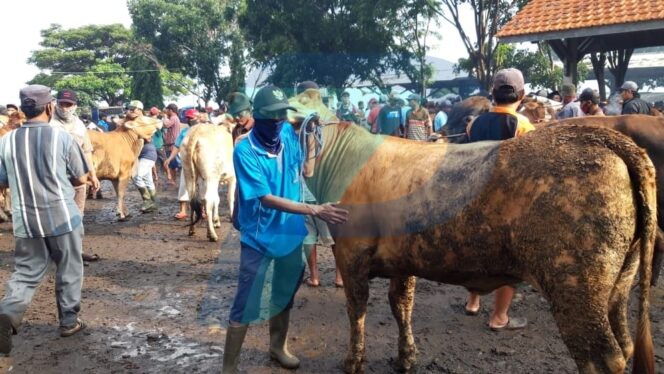 
					Daging Sapi di Jabodetabek Meroket, Pasar Hewan Wonoasih Diserbu Tengkulak