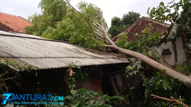 
					Pohon Tumbang Timpa Rumah di Pajarakan