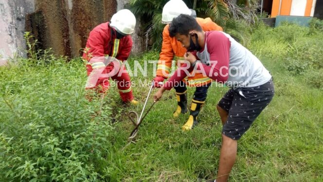 
					Musim Hujan, Ular Sawah Teror Warga Rusunawa Semeru