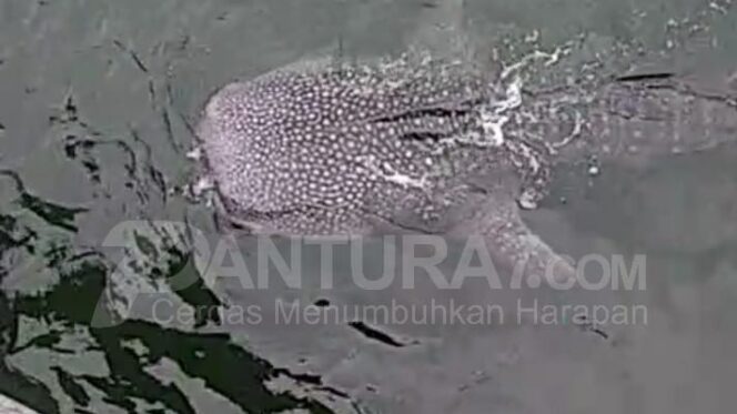 
					Hiu Tutul Kembali Muncul, Nelayan Diminta Hati-hati