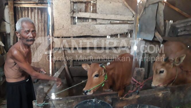 
					Komplotan Pencuri Obok-obok Kademangan, Satu Ekor Sapi Lenyap