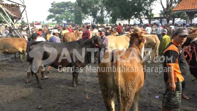 
					Mendekati Puasa, Harga Sapi Potong Mulai Meroket