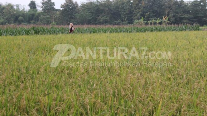 
					Musim Hujan, Petani Padi Waspadai Bakteri dan Rumput