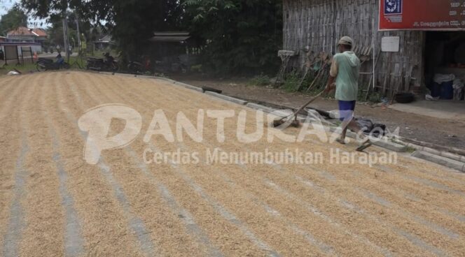 
					Petani Probolinggo Tolak Impor Beras