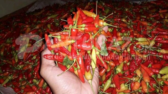 
					TINJAU: Harga Cabai Turun  menjelang bulan ramadhan.