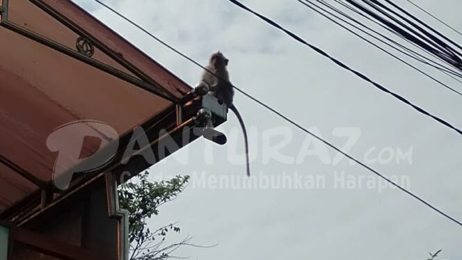 
					Monyet Liar Teror RSUD dr Mohamad Saleh