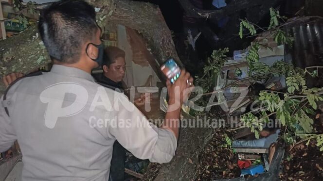 
					LAPUK; Anggota kepolisian mengecek pohon trembesi yang tumbang di Pasar Ranggeh. (foto: Moh. Rois)