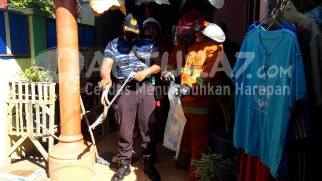 
					Kobra Sepanjang 1 Meter Teror Warga Kebonsari Kulon