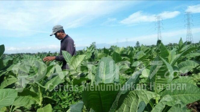 
					Keluhan APTI Tersampaikan, DPRD Segera Kumpulkan Petani-Gudang