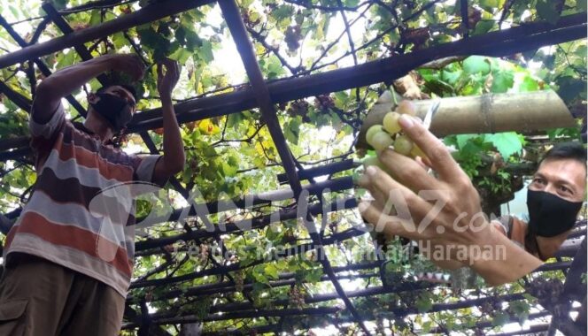 
					Anggur Prabu Bestari, Ikon Kota Probolinggo itu Telah Kembali