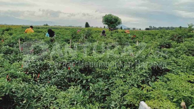 
					Pasokan dari Luar Melimpah, Harga Cabai Keriting Anjlok