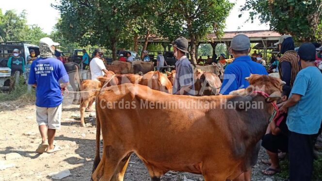 
					PPKM Darurat Tak Pengaruhi Penjualan Sapi Kurban