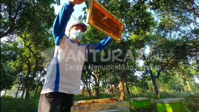 
					Berkah Pandemi, Madu Laris Manis