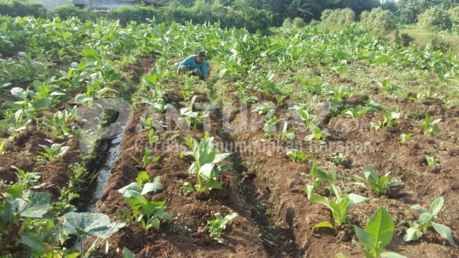 
					Tak Capai Target, Tahun Ini Areal Tembakau Dipatok 8.000 Ha