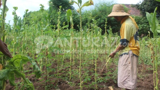 
					Gudang Tembakau Belum Buka, Dijual ke Pedagang Harga Anjlok