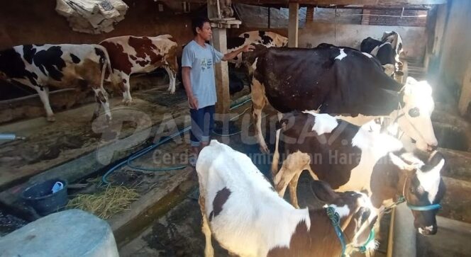 
					Dipercaya Tingkatkan Imunitas Tubuh, Susu Sapi Perah Diburu