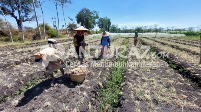
					Bawang Merah Diserang Ulat dan Virus, Petani Panen Dini