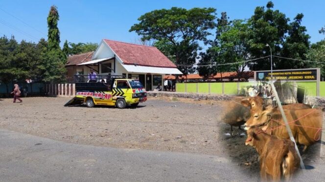 
					Banyak Permintaan, Harga Sapi Bakalan Melejit